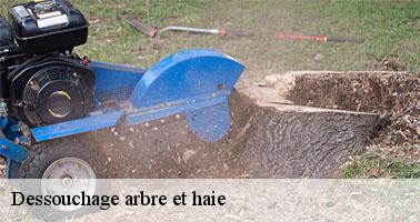 Dessouchage arbre et haie lucenay-l-eveque-71540 Clement david paysagiste